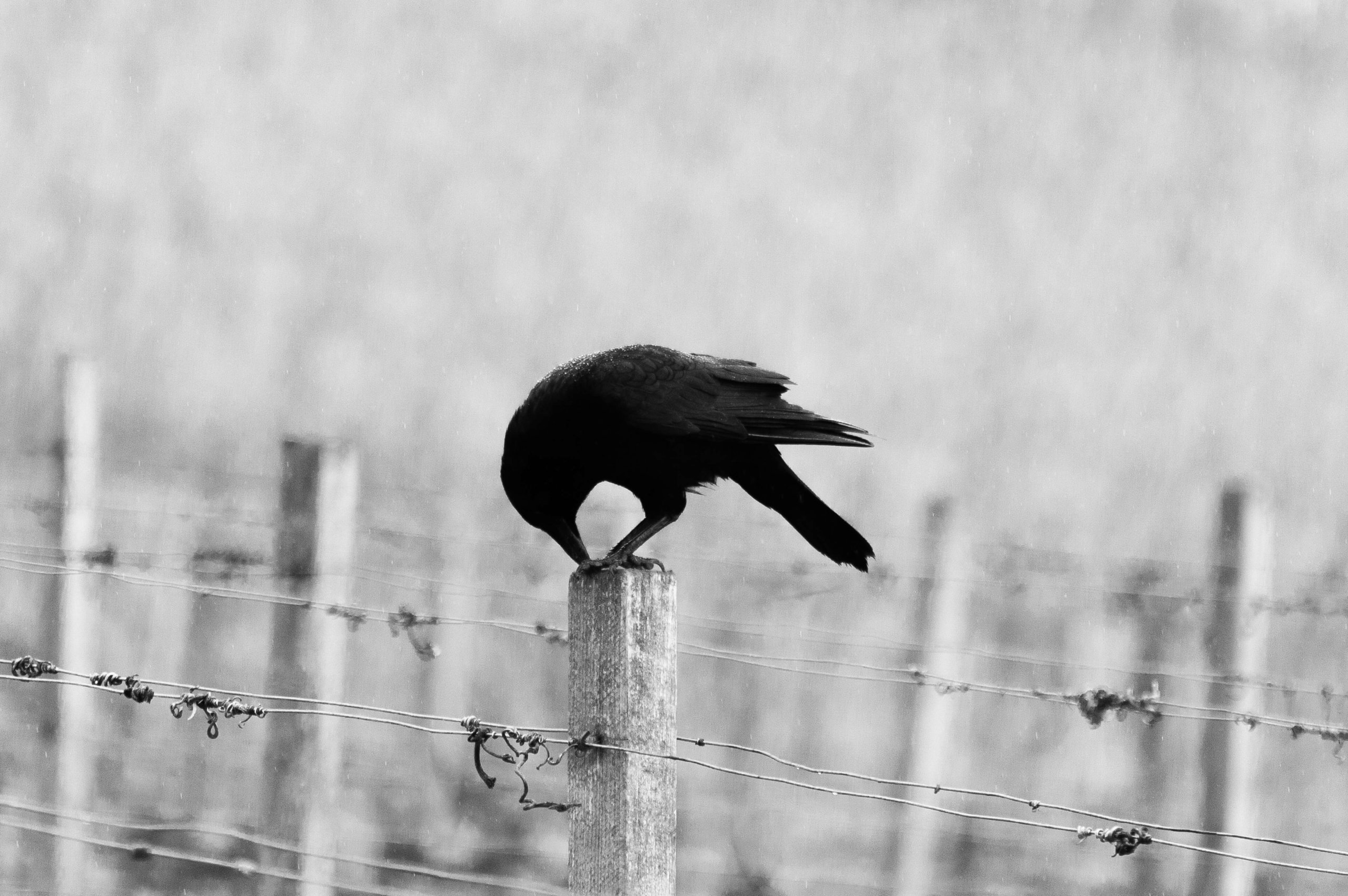 corbeau