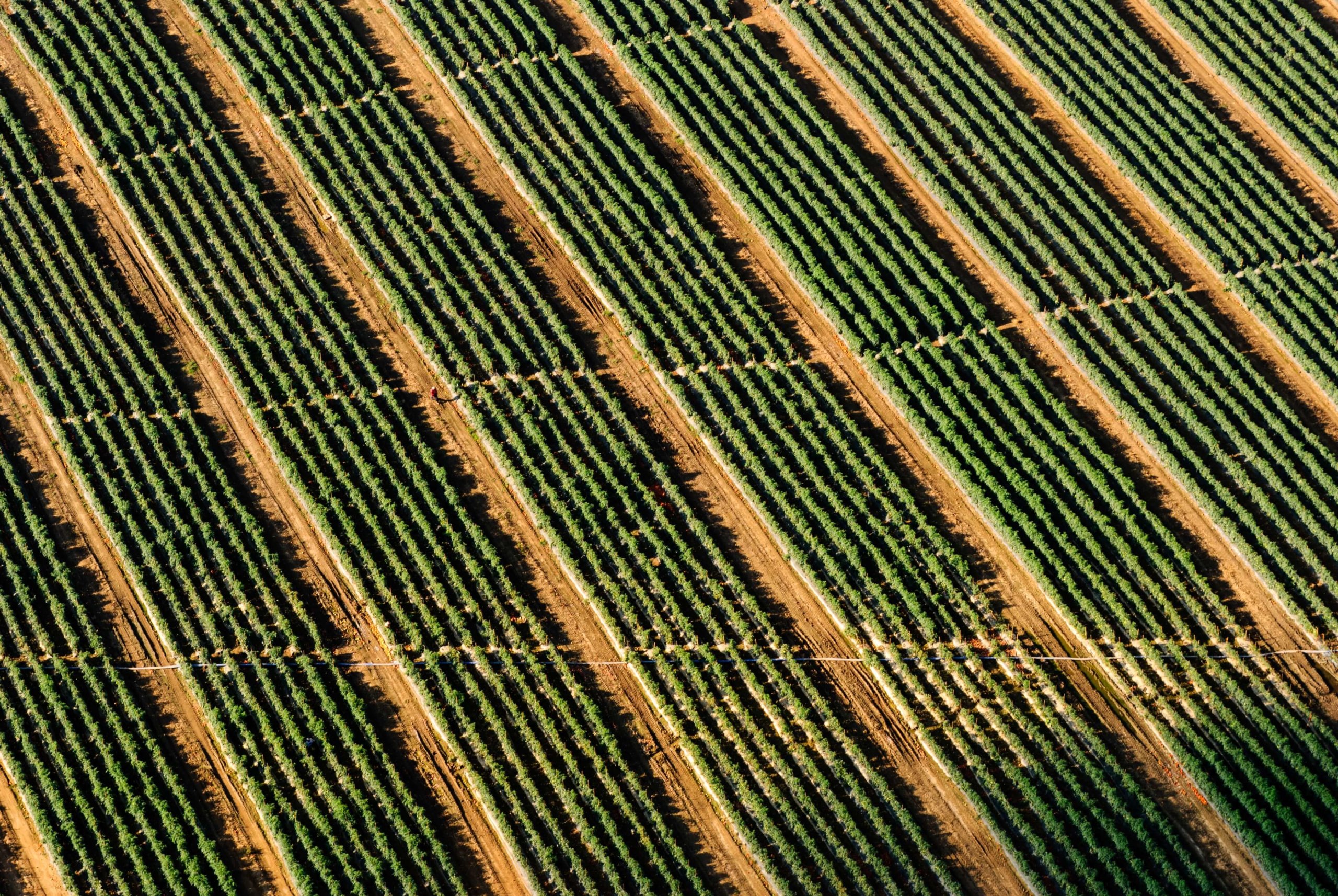 vignoble
