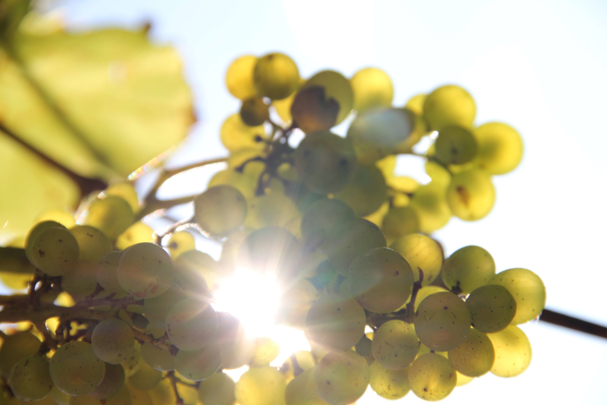 raisin chardonnay